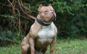 Chó pitbull (tên đầy đủ là american pit bull terrier) là một trong những giống chó phổ biến nhất trên toàn thế giới. Tá»•ng Há»£p Hinh áº£nh Cho Pitbull Ä'áº¹p Nháº¥t Cho Pitbull Stuffed Animals Noi Giá»'ng Cho