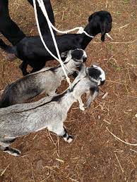 Osmanabadi goats eats any farm fodder.they doesn't requires any special fodder.you can supply them vegetables,grains,grass etc from local market. Sojat Osmanabadi Goat Farming Siber College Goat Farming In Kolhapur Justdial