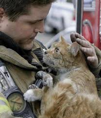 The cat's look at the firefighter after he saved him from the fire❤