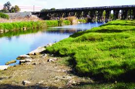 Image result for Paspalum vaginatum