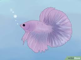 Treat community tanks even if the other fish appear to be healthy and without signs of the disease (better safe than sorry). 6 Ways To Tell If A Betta Fish Is Sick Wikihow