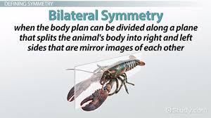Where does water enter the sponge? Bilateral Symmetry Definition Examples Advantages Video Lesson Transcript Study Com
