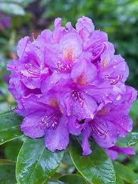 Image result for Rhododendron