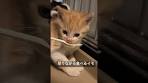 保護預りから食べず、ブチ切れつつついに食べるイモ子猫 #cat ...