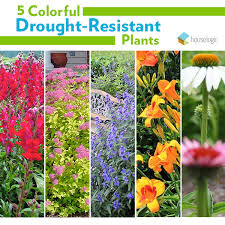 Gorgeous Drought Tolerant Plants Drought Resistant Plants Plants Drought Tolerant Plants