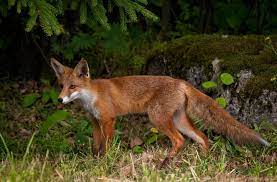 Da ihr einen fuchs im garten habt müsste er irgendwo eine nahrungsquelle finden. Wildtiere Im Garten Fuchs Im Garten Franks Kleiner Garten Willkommen In Franks Kleinem Garten