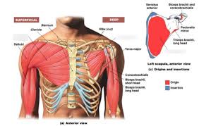 In fact, when you work your chest, your shoulders and arms are also involved, allowing you to exercise more of your body at once. Muscles Of The Shoulder And Back And Chest Which Move The Arm 2 Diagram Quizlet