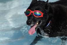Doggie Splash Day