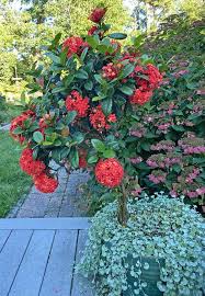 Image result for Ixora hartiana