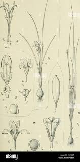 Image result for Moraea bella