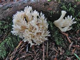 These are a beautiful species to add to any collection or use in a craft or displays, weddings and more. Clavulina Cristata The White Coral Mushroom Benefits Identification
