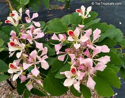 Image result for Bauhinia monandra