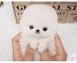 TEACUP POMERANIAN PUPPIES HOME - Available Poms