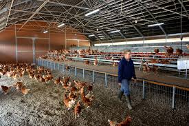 Une poule pondeuse doit être de taille moyenne (2 kg environ) et d'une grande vitalité : Cococoreze Site De Xaintrie Passions