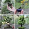 Bonsai is a japanese version of the original traditional chinese art penjing or penzai. 1