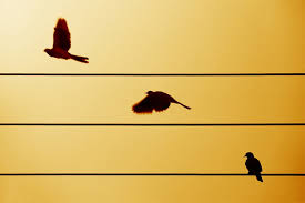 Image result for ‫مرزهای مبهم خیال‬‎