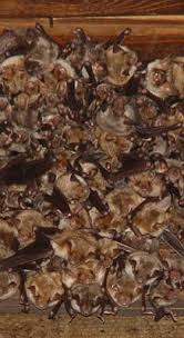 Where do bats hide in a house. Why Do Bats Keep Coming In My House