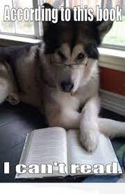 i have no idea what i m doing dog puns funny dog photos funny animal pictures