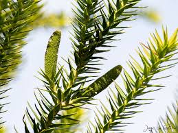 Image result for Araucaria bidwillii
