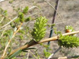 Image result for Polygala melilotoides