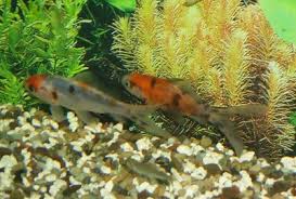 shubunkin goldfish calico fancy goldfish care information