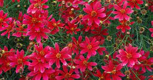 Terra Nova Nurseries Home Gardeners Coreopsis Center Stage Perennials Magenta Flowers Hardy Perennials