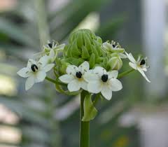 Image result for Ornithogalum seineri