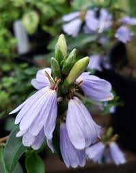 Image result for Sclerochiton