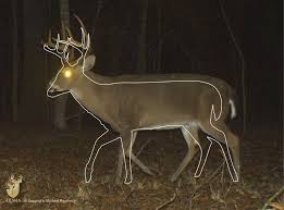 a leg up judging buck age from body proportions qdma