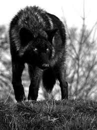 One Of Many Favorite Animals Siyah Kurtlar Hayvan Fotografciligi Hayvan