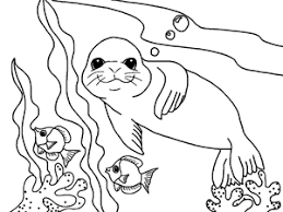 Fun lesson activity about the sea lion. Sea Lion Swimming In The Sea Free Printable Coloring Page For Kids Animal Coloring Books Coloring Pages Coloring Books