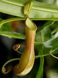10 Most Unusual Flowers Unusual Flowers Plants Pitcher Plant