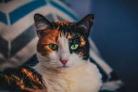 yabanci erkek kedi isimleri evcil hayvan blog