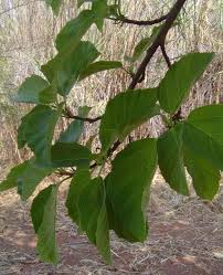 Image result for Ficus sur