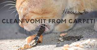 Diy Tips - How To Clean Vomit From Carpet And Remove Stains