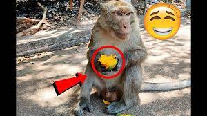 Big Monkey Like Eating Mango Fruit Amazing Monkey Videos In 2020 Mango Fruit Monkey Mango