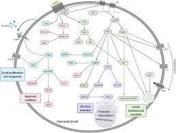 Husk å sikre bolig og innbo mot skader. Frontiers The Interplay Of Glucagon Like Peptide 1 Receptor Trafficking And Signalling In Pancreatic Beta Cells Endocrinology