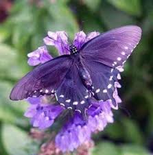 Pin By Coskun Gurel On Z Mauve Purple Butterfly Pictures Beautiful Butterflies Butterfly Species