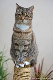 This cat is mixed with raccoon. Bengal Cat Facts Bengal Cat World