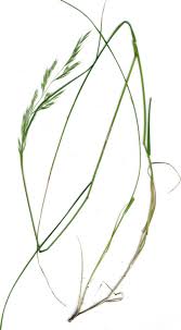Image result for Rytidosperma davyi