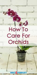 Maybe you would like to learn more about one of these? Pin On Gardening