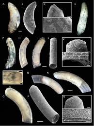 Diposting di semi korea, film terkait. Uncovering The Shell Game With Barcodes Diversity Of Meiofaunal Caecidae Snails Truncatelloidea Caenogastropoda From Central America