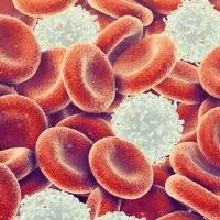 Hematies Tout Savoir Sur Les Globules Rouges