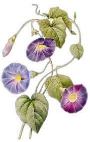 Image result for Ipomoea violacea