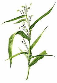 Image result for Coix