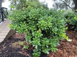 Image result for Pittosporum tobira