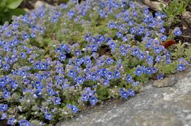 Beach daisies are low growing evergreen plants that grow 1 ft. Veronica Whitleyi Low Growing Mat Forming Full Sun To Partial Shade Any Soil 3 7 In Tall 18 23 In Wide Plants Flowers Perennials