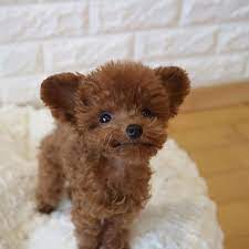 After the last of those molars come in, your puppy's permanent teeth start coming out and they literally 'push' your pup's milk teeth out! A Dog Famous As The Most Cute Dog And Looks Like A Toy Though It Is Real Bibi Shasha Cute Dog Toys Puppies Toy Poodle Puppies