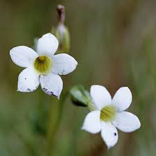 Image result for Exochaenium