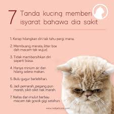 Berikut ini terdapat beberapa cara menghilangkan minyak pada bulu kucing terdiri atas gunakan sikat hewan peliharaan khusus untuk menghilangkan bedak dari bulu kucing. I Vet Petcare Macam Mana Nak Tahu Kucing Korang Sakit Kadang2 Kita Buat Buat Busy Jadi Nak Tahu Kucing Kita Sakit Tak Berapa Nak Perasan Betul Tak Jadi Dengan